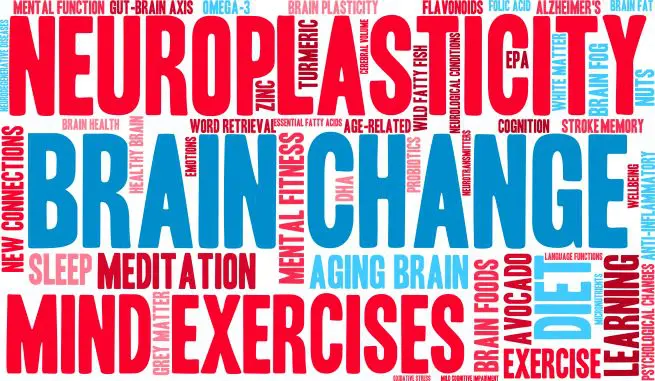 Neuroplasticity is how changes are made in chiropractic neurology