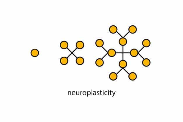 brain-based exercise neuroplasticity