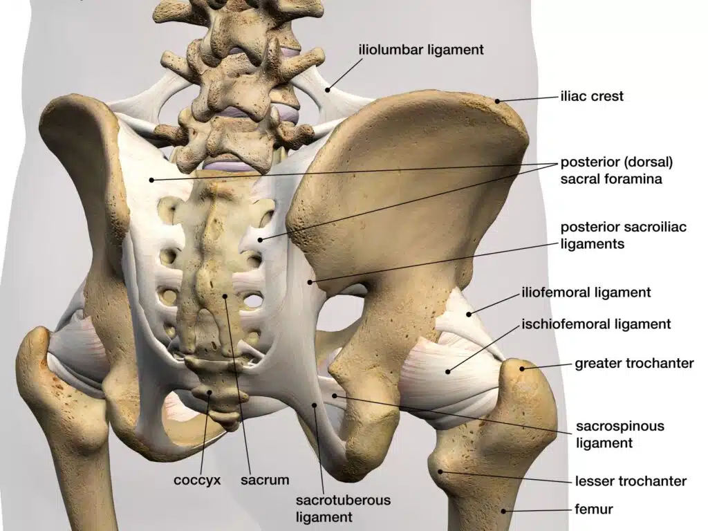 Sacroiliac joint dysfunction affect the SI joint and pelvis